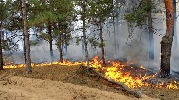 Разработка интеллектуальной системы прогнозирования зависимости динамики развития лесного пожара от влияния факторов окружающей среды, характера лесных насаждений и вида пожара при не стационарности и неопределенности
