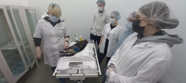 BaltikVet training and practice centre performs surgery on a cat