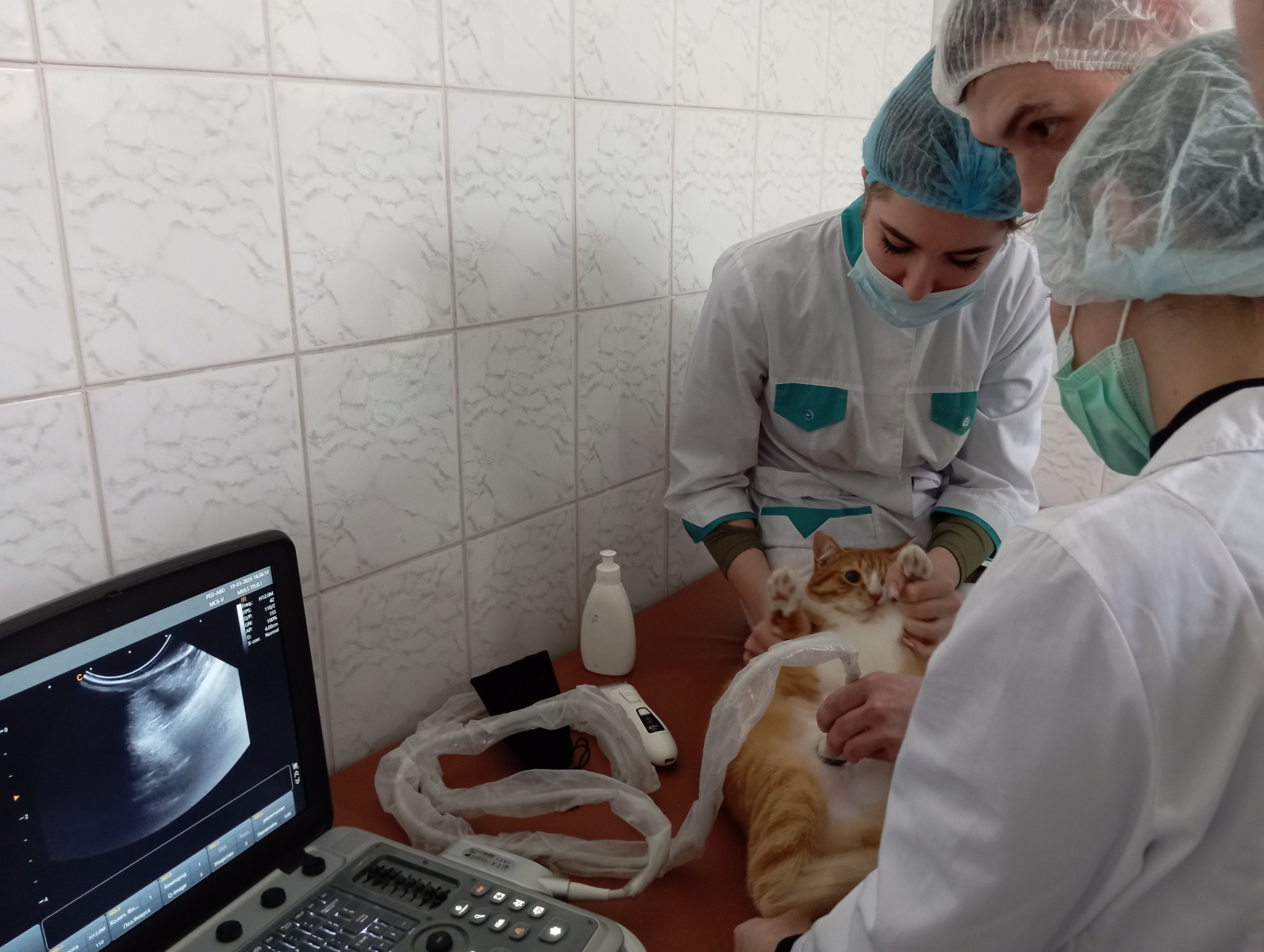 IAEFS students performed ultrasound examinations on pets