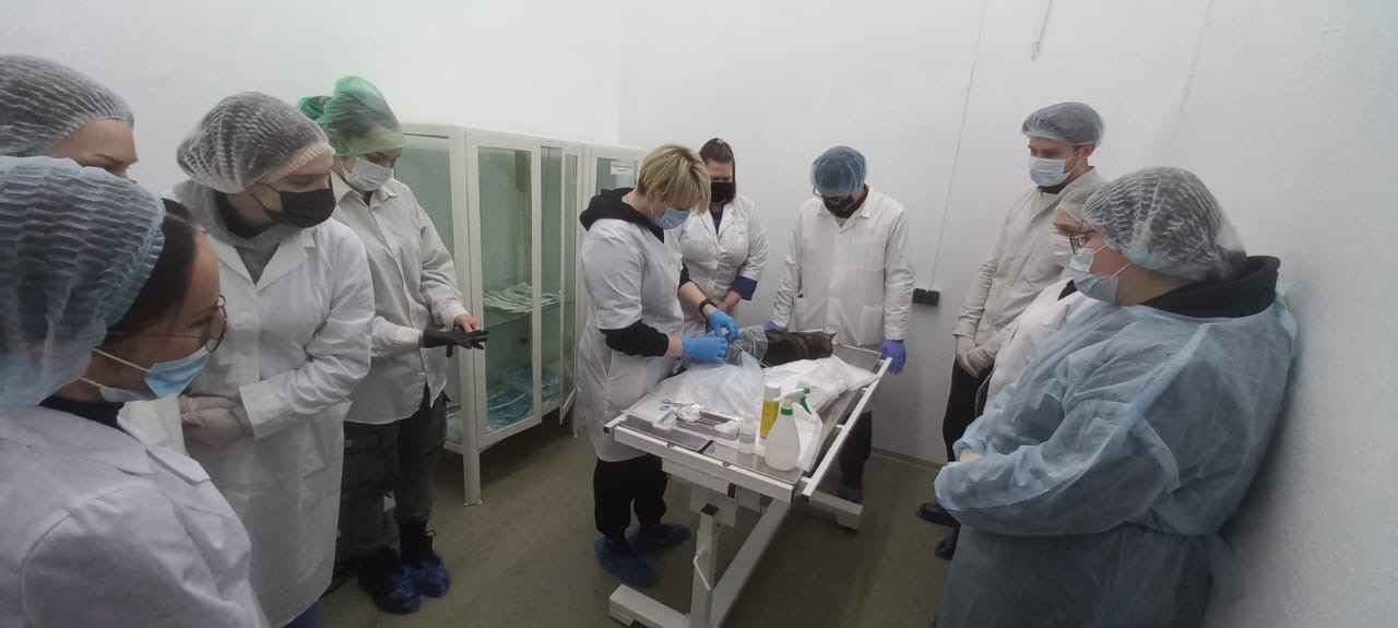 BaltikVet training and practice centre performs surgery on a cat